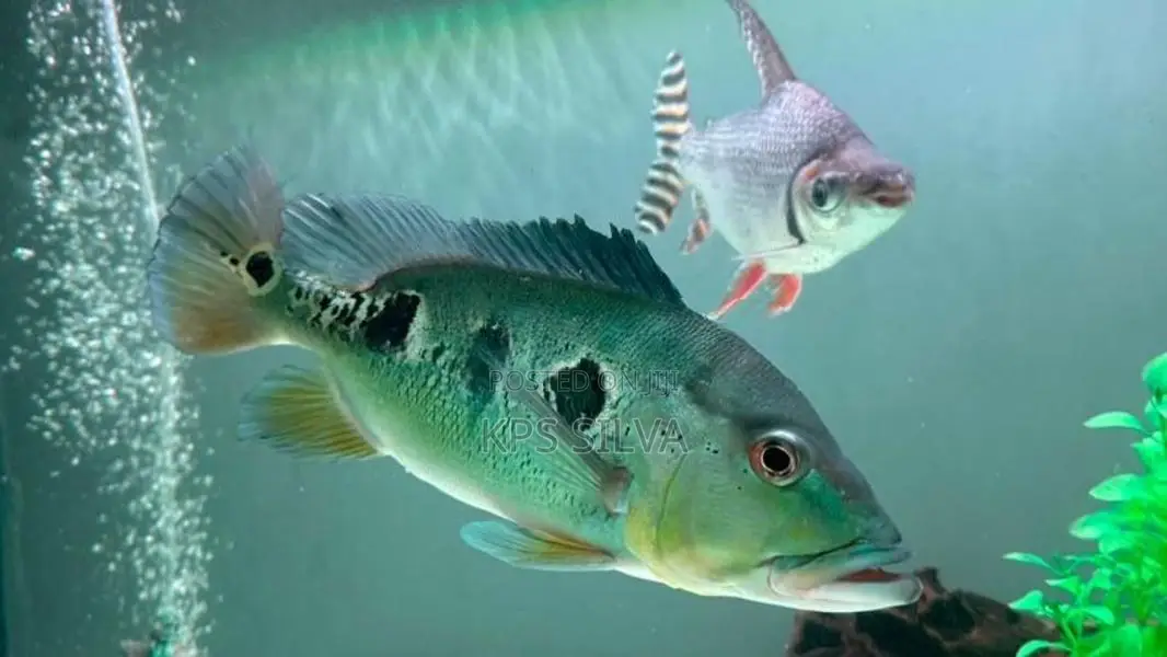 Peacock Bass