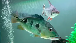 Peacock Bass