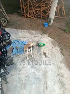 Ahinsaka Gahanu Sathek