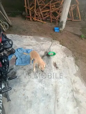 Ahinsaka Gahanu Sathek