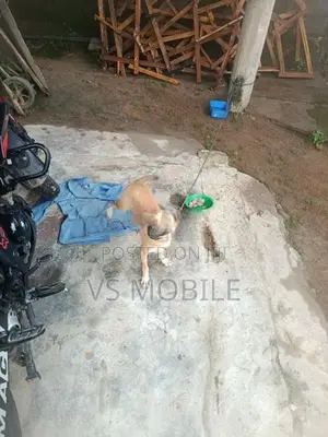Ahinsaka Gahanu Sathek