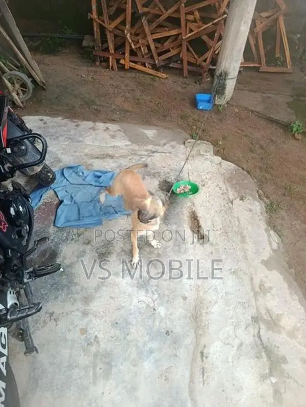 Ahinsaka Gahanu Sathek