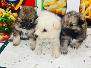 Lion Pomeranian