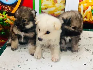 Lion Pomeranian
