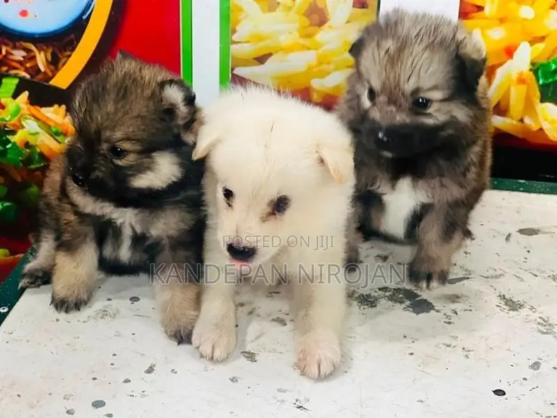 Lion Pomeranian