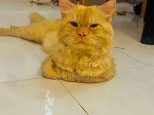 Persian Cat