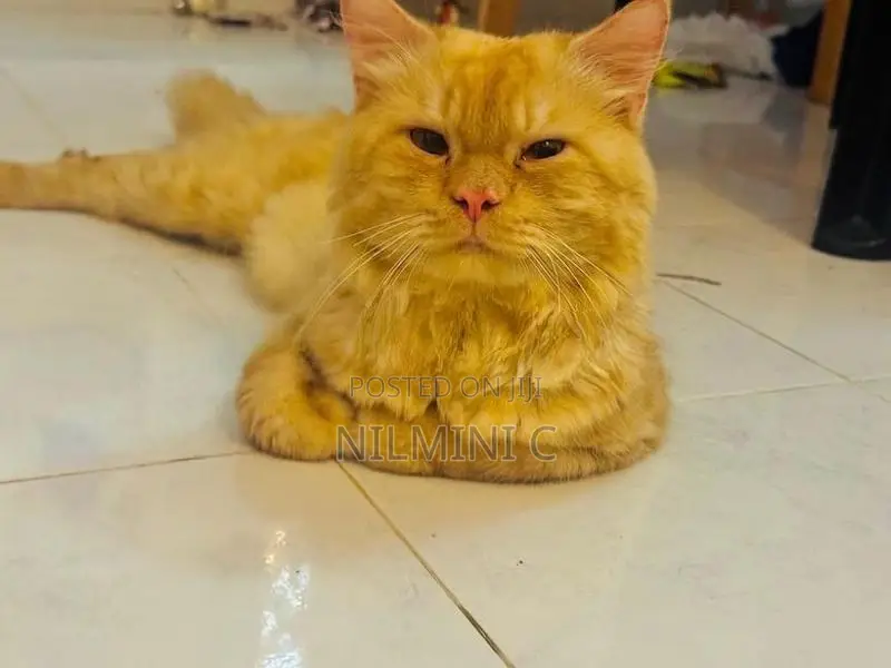 Persian Cat