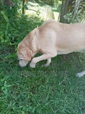 Dog Crossing