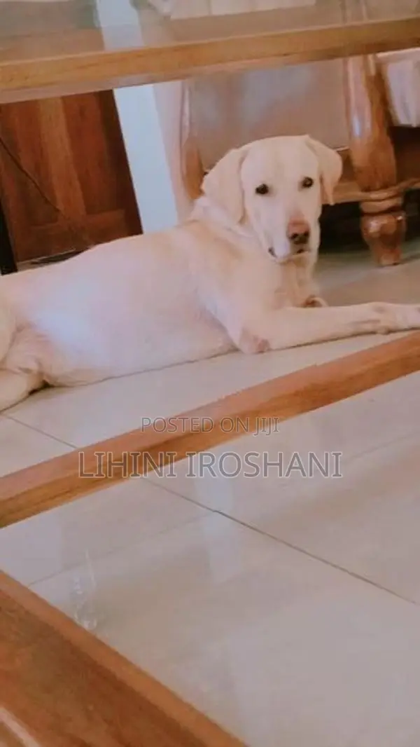 Dog Crossing
