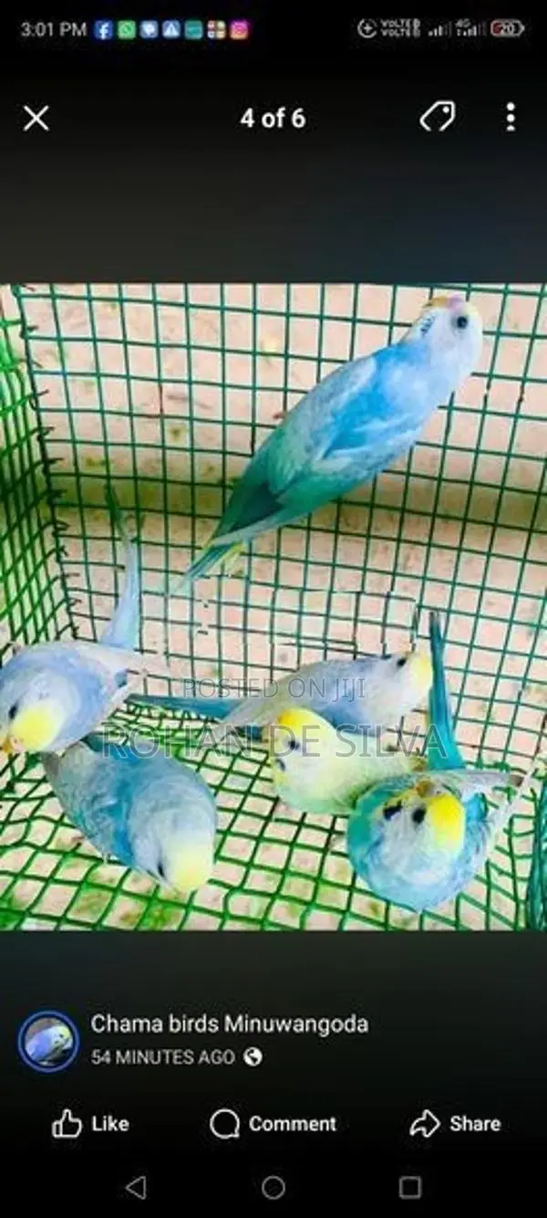 Rainbow Love Birds