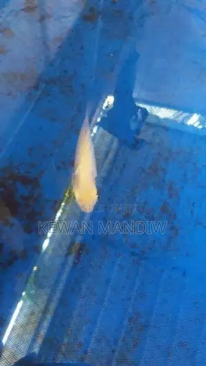 Giant Gourami Albino
