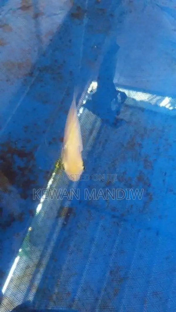 Giant Gourami Albino