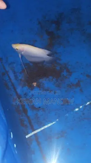 Giant Gourami Albino