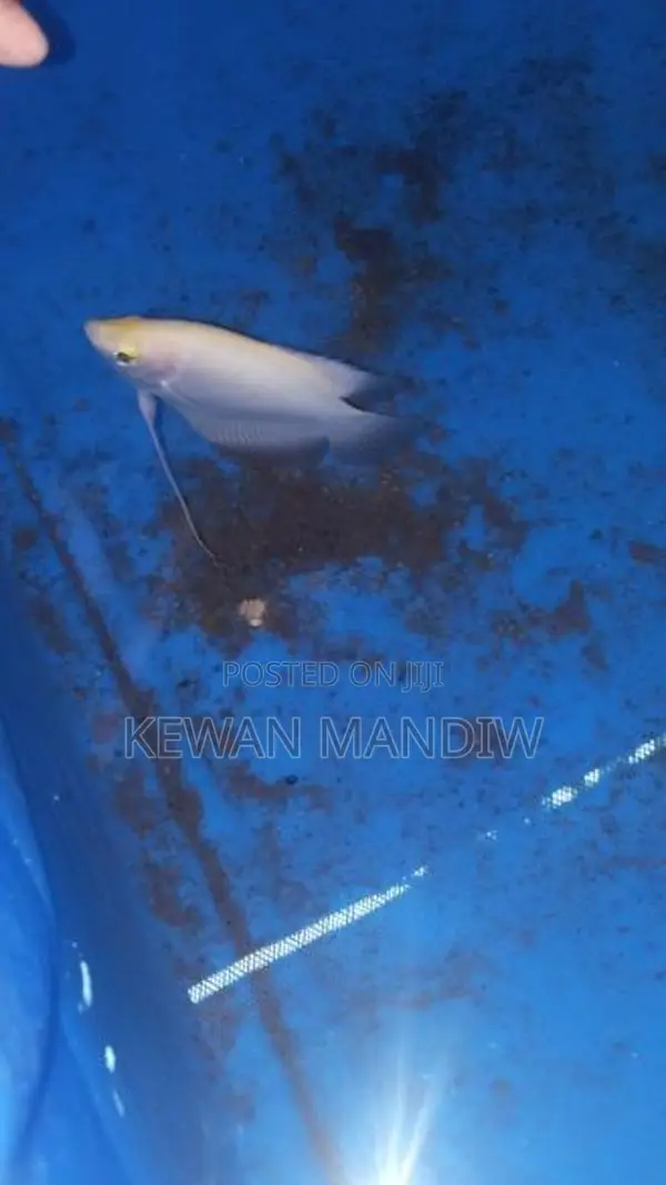Giant Gourami Albino