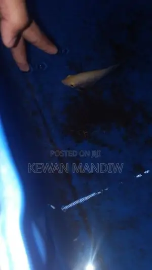 Giant Gourami Albino