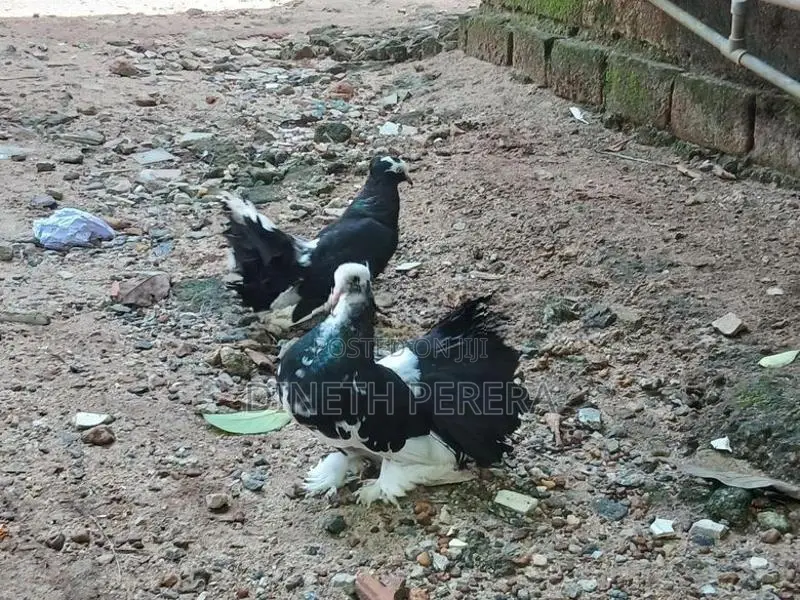 Fantail Pigeon