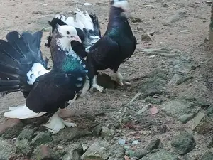 Fantail Pigeon
