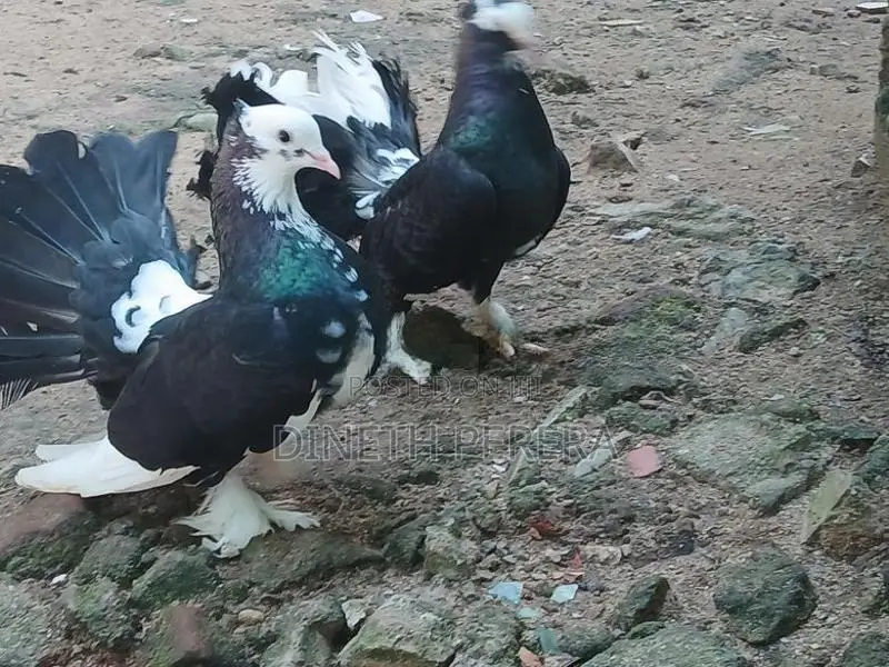 Fantail Pigeon