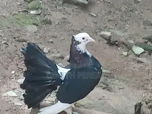 Fantail Pigeon