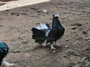 Fantail Pigeon