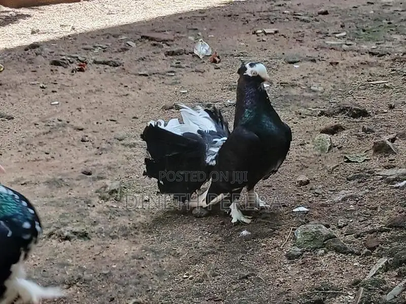 Fantail Pigeon
