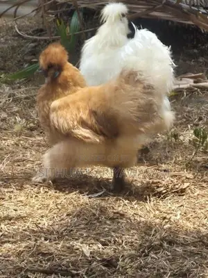 Rooster