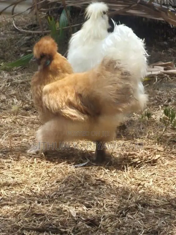 Rooster