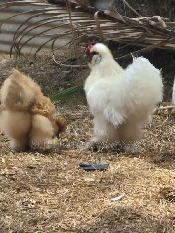 Rooster