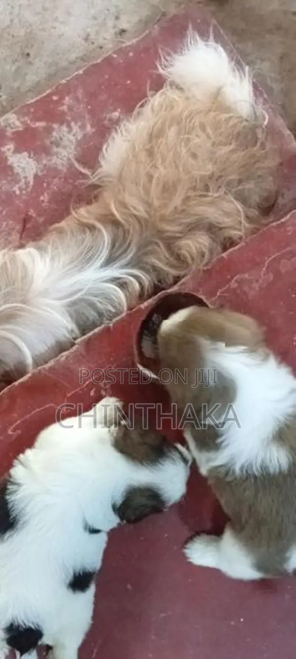 Zitzu