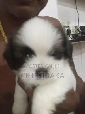 Zitzu