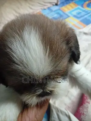 Zitzu