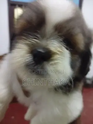Zitzu