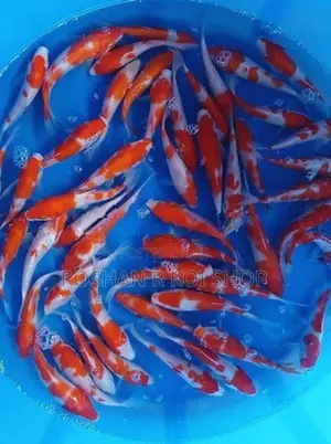 Best Kohaku Koi Fish