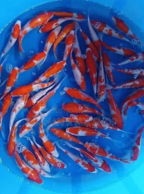 Best Kohaku Koi Fish