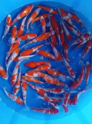 Best Kohaku Koi Fish