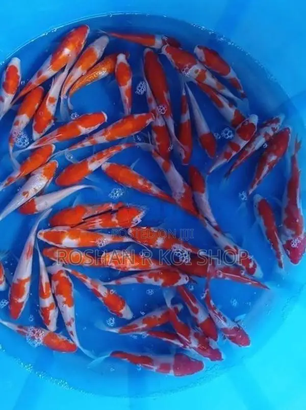 Best Kohaku Koi Fish