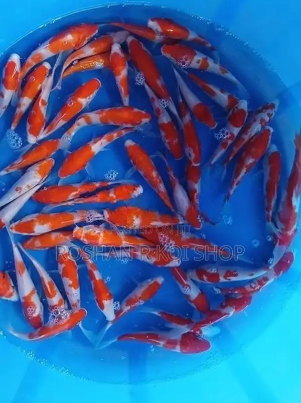 Best Kohaku Koi Fish