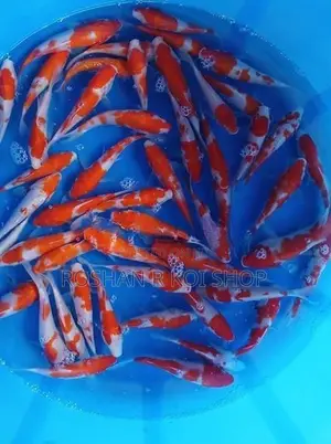 Best Kohaku Koi Fish