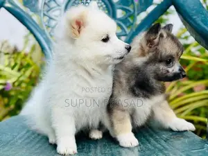 Pomeranian Puppies