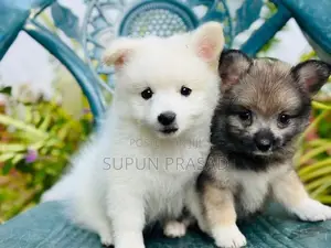 Pomeranian Puppies