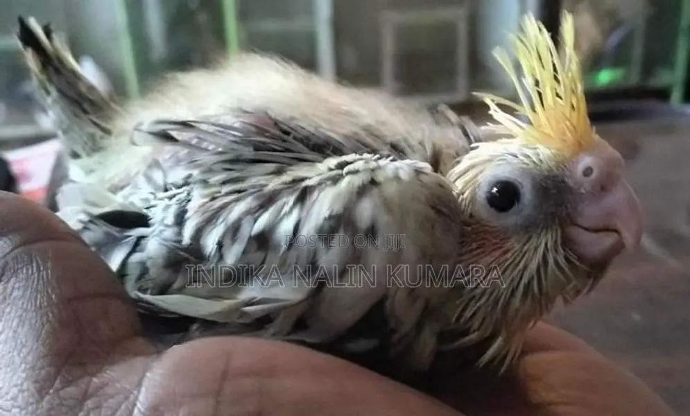 කොකටේල්