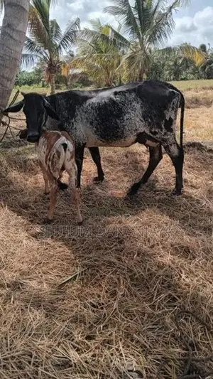 හරකුන්