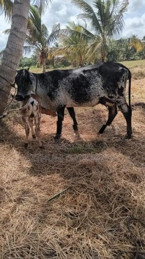 හරකුන්