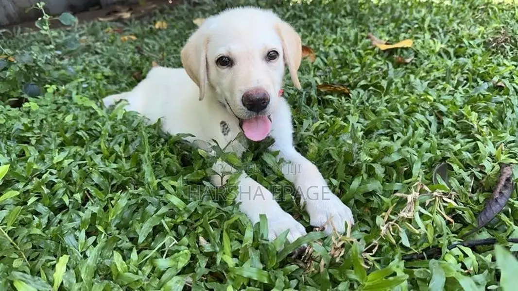 Labrodor Male Puppy (45 Days)