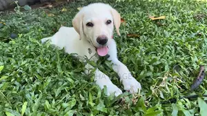 Labrodor Male Puppy (45 Days)
