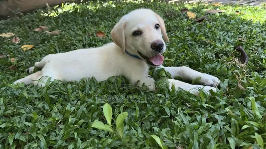 Labrodor Male Puppy (45 Days)