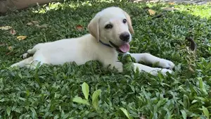 Labrodor Male Puppy (45 Days)