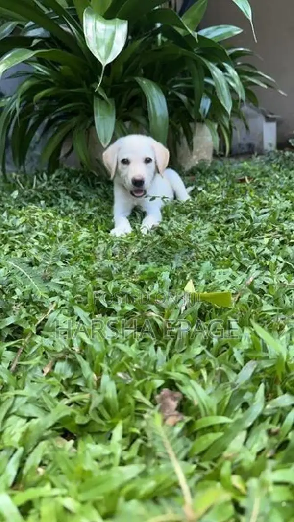Labrodor Male Puppy (45 Days)