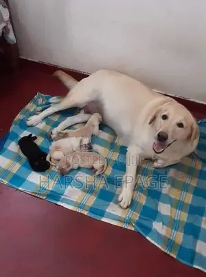 Labrodor Male Puppy (45 Days)