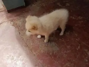 Pomeranian Puppy